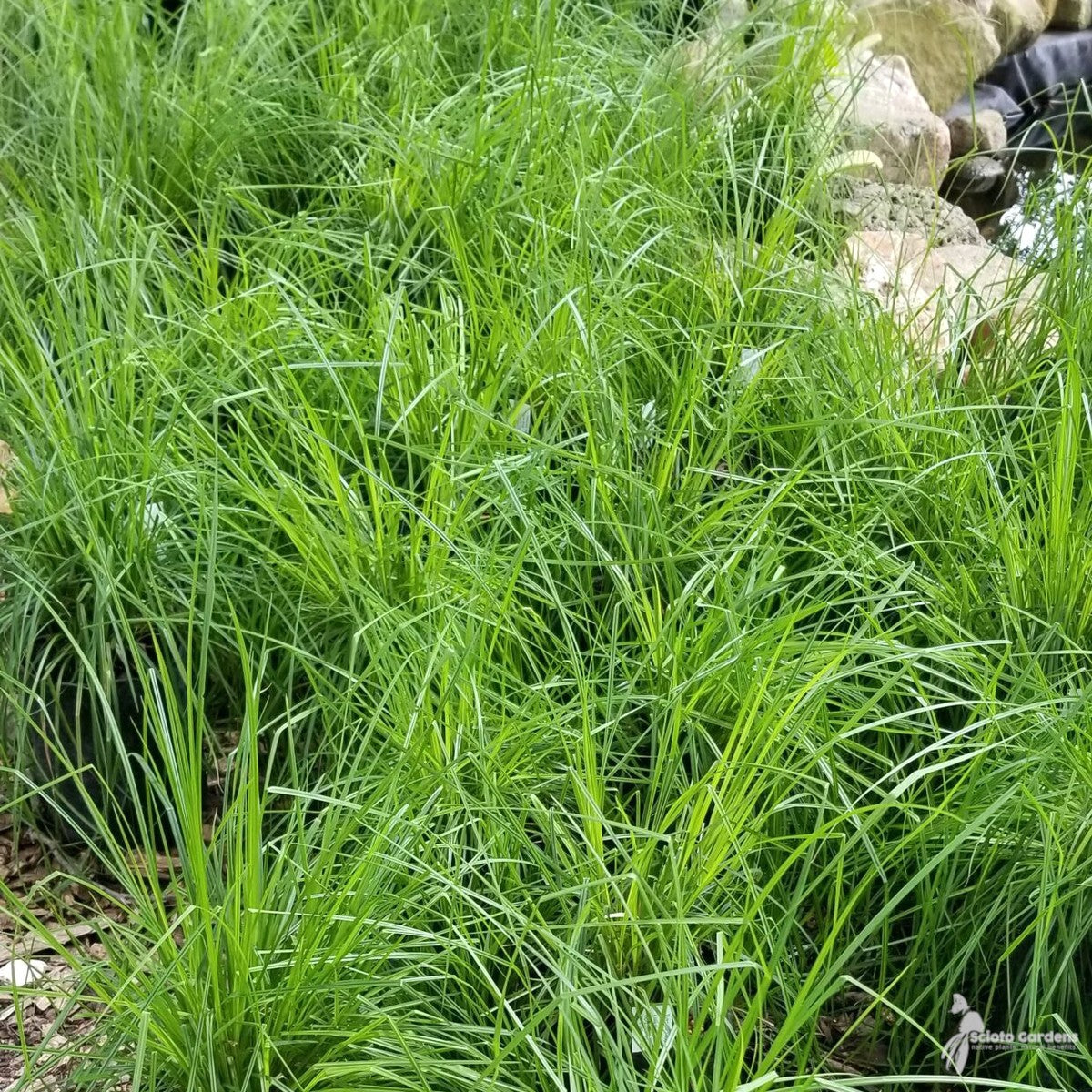 Carex stricta (Tussock Sedge) - 1 gal