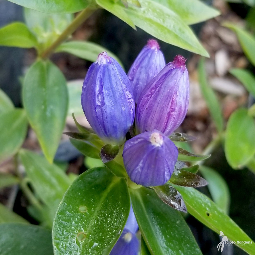 Gentiana andrewsii (Bottle Gentian) - 3QT