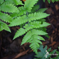 Dryopteris goldiana (Goldie's Fern) - 1 gal