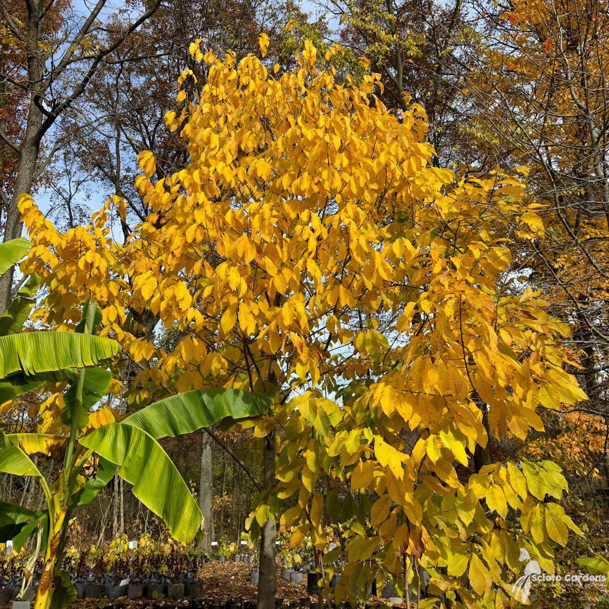Asimina triloba (Common Pawpaw) - QT