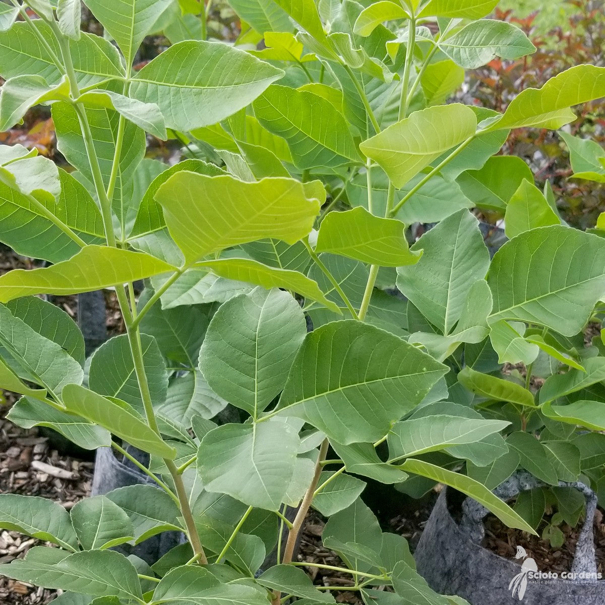 Ptelea trifoliata (Hop Tree) - QT