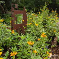 Heliopsis helianthoides (False Sunflower) - 2 gal