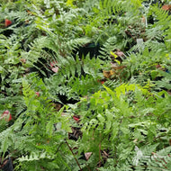 Athyrium filix-femina (Lady Fern) - 3QT