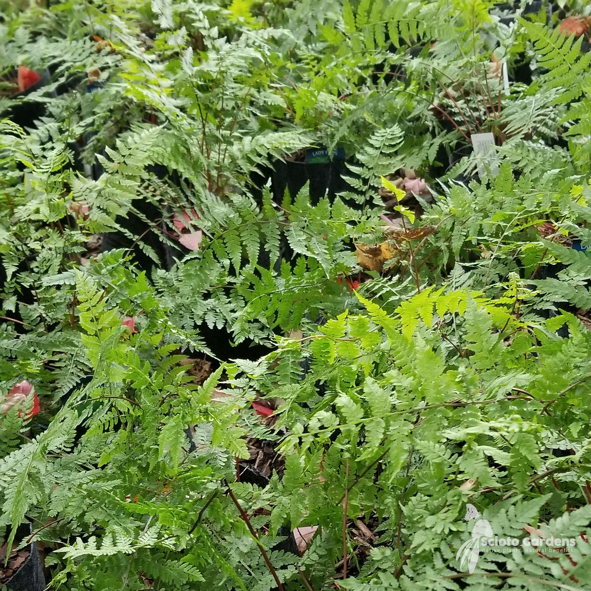 Athyrium filix-femina (Lady Fern) - 3QT