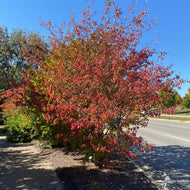 Viburnum prunifolium (Blackhaw Viburnum) - QT