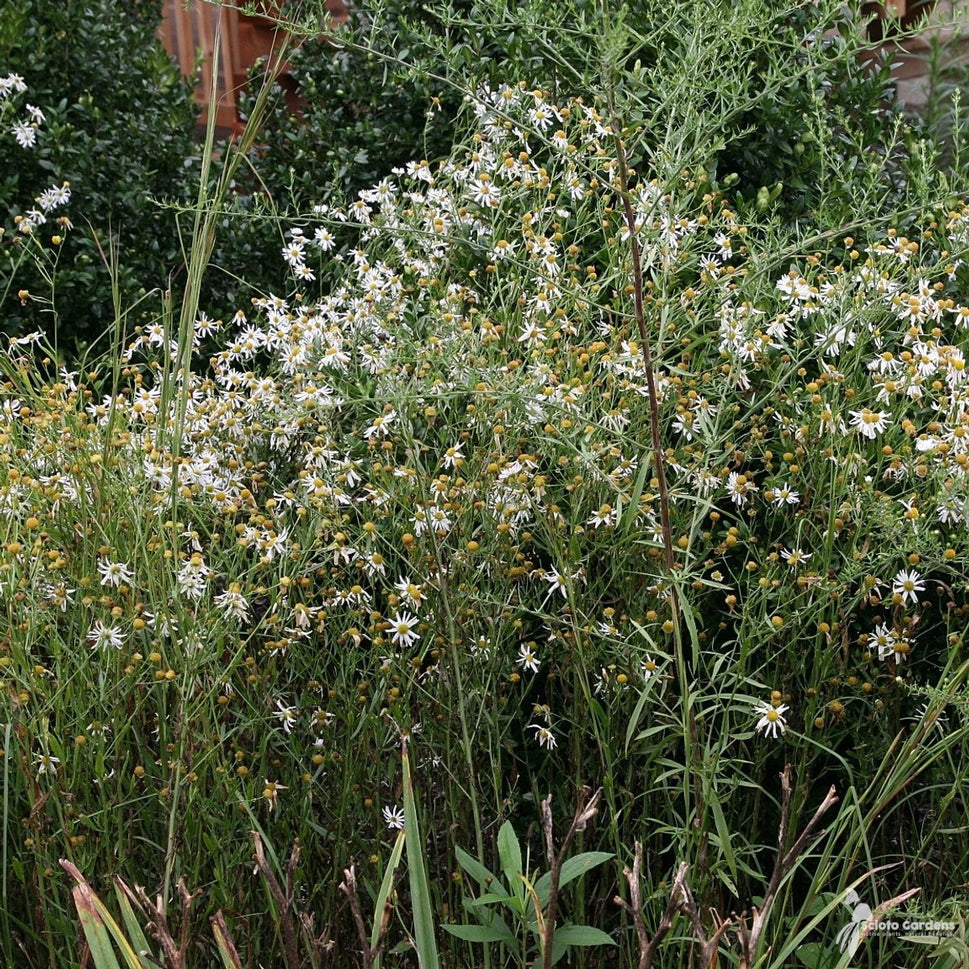 Boltonia asteroides (Thousand-flowered Aster) - 2 gal