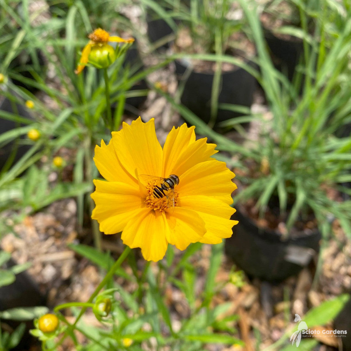 Coreopsis lanceolata (Lanceleaf Coreopsis) - 2 gal