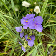 Tradescantia ohioensis (Ohio Spiderwort) - 1 gal