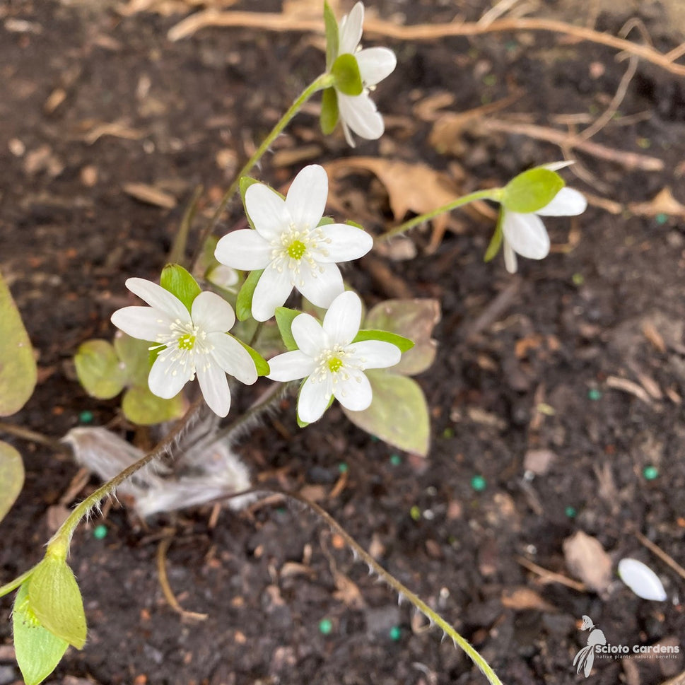 Hepatica acutiloba (Sharp-lobed Liverleaf) - 3QT