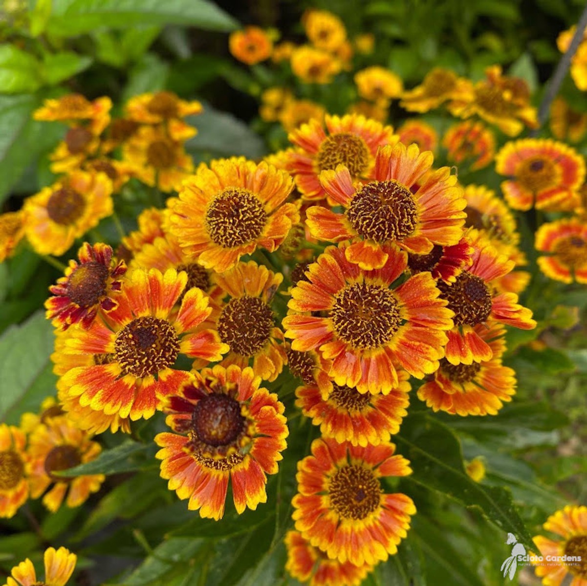 Helenium autumnale Mariachi 'Fuego' (Fuego' Helen's Flower) - 1 gal