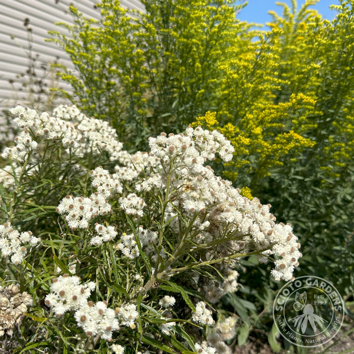 Anaphalis margaritacea (Pearly Everlasting) - 1 gal