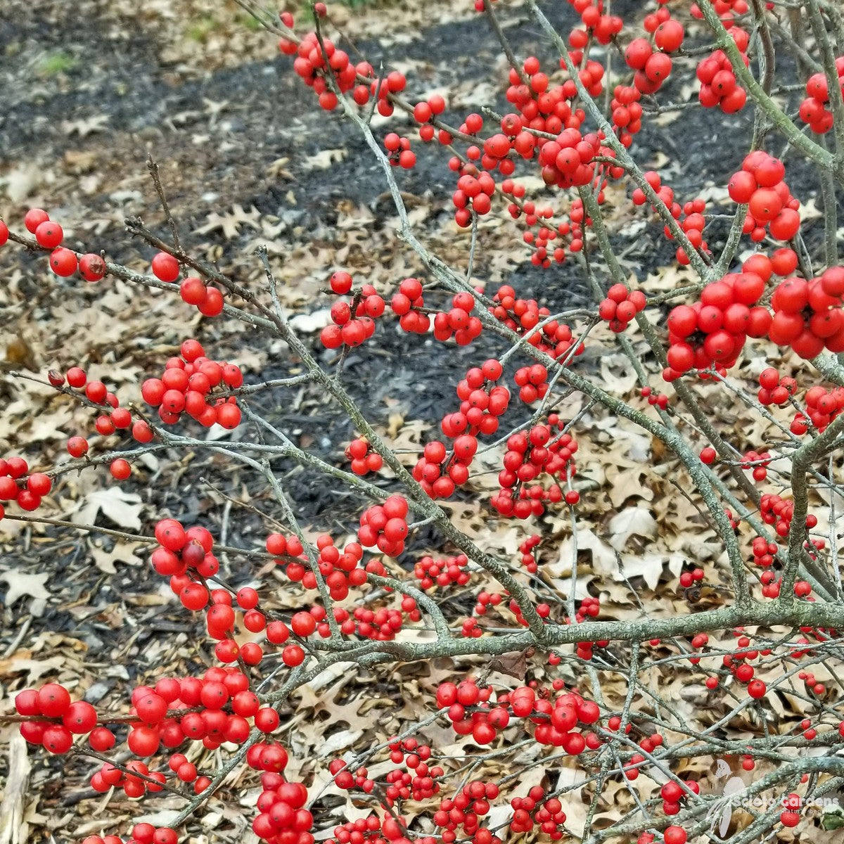 Ilex verticillata 'Red Sprite' (Red Sprite' Winterberry Holly) - QT