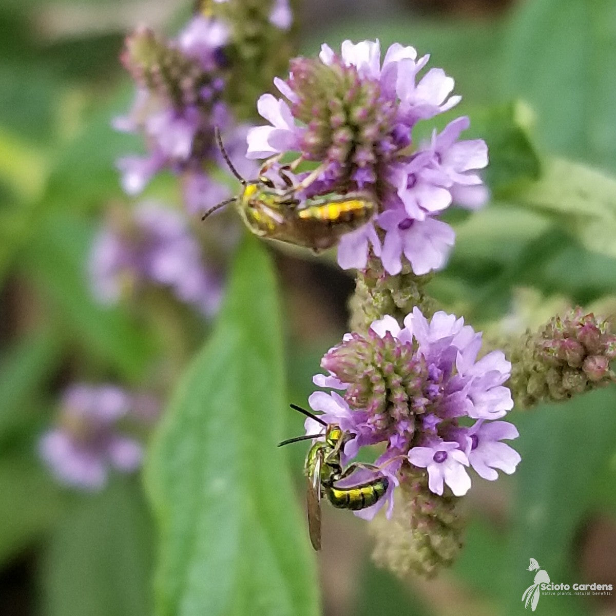 Verbena hastata (Blue Vervain) - 2 gal