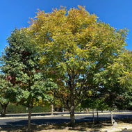 Gymnocladus dioicus (Kentucky Coffeetree) - 5 gal