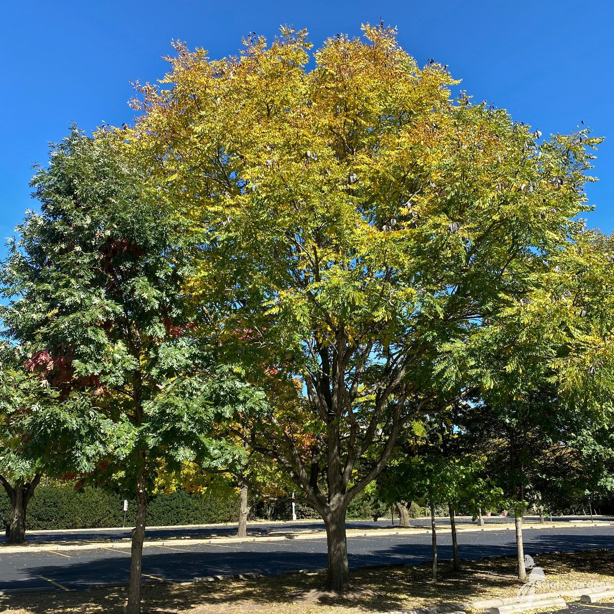 Gymnocladus dioicus (Kentucky Coffeetree) - QT