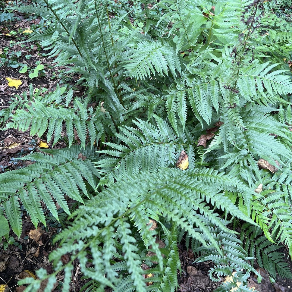 Dryopteris x australis (Dixie Wood Fern) - 2 gal