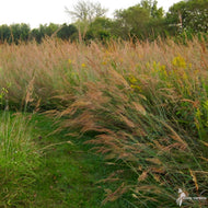 Sorghastrum nutans (Indian Grass) - 2 gal