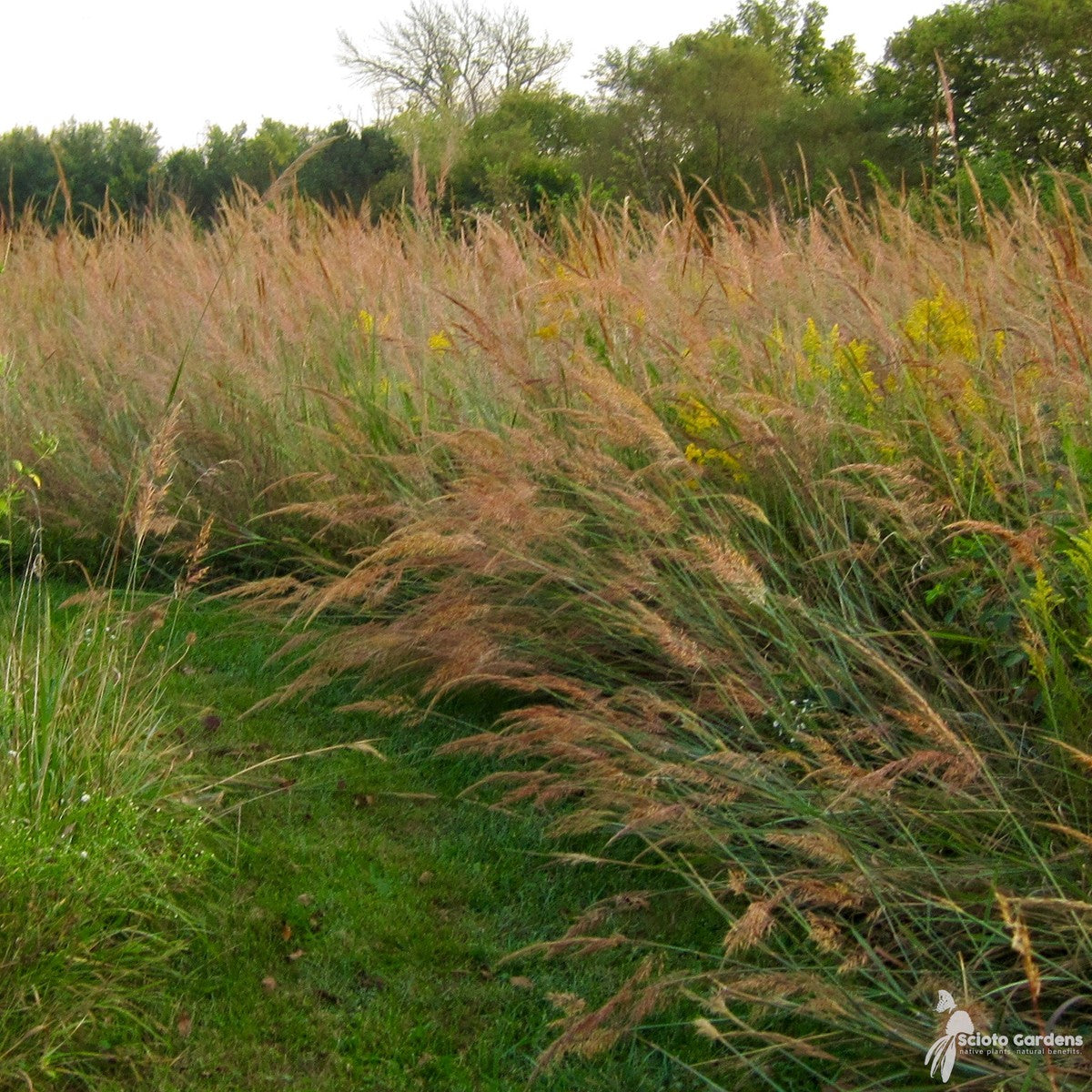 Sorghastrum nutans (Indian Grass) - 2 gal