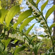 Polygonatum biflorum (Solomon's Seal) - 2 gal