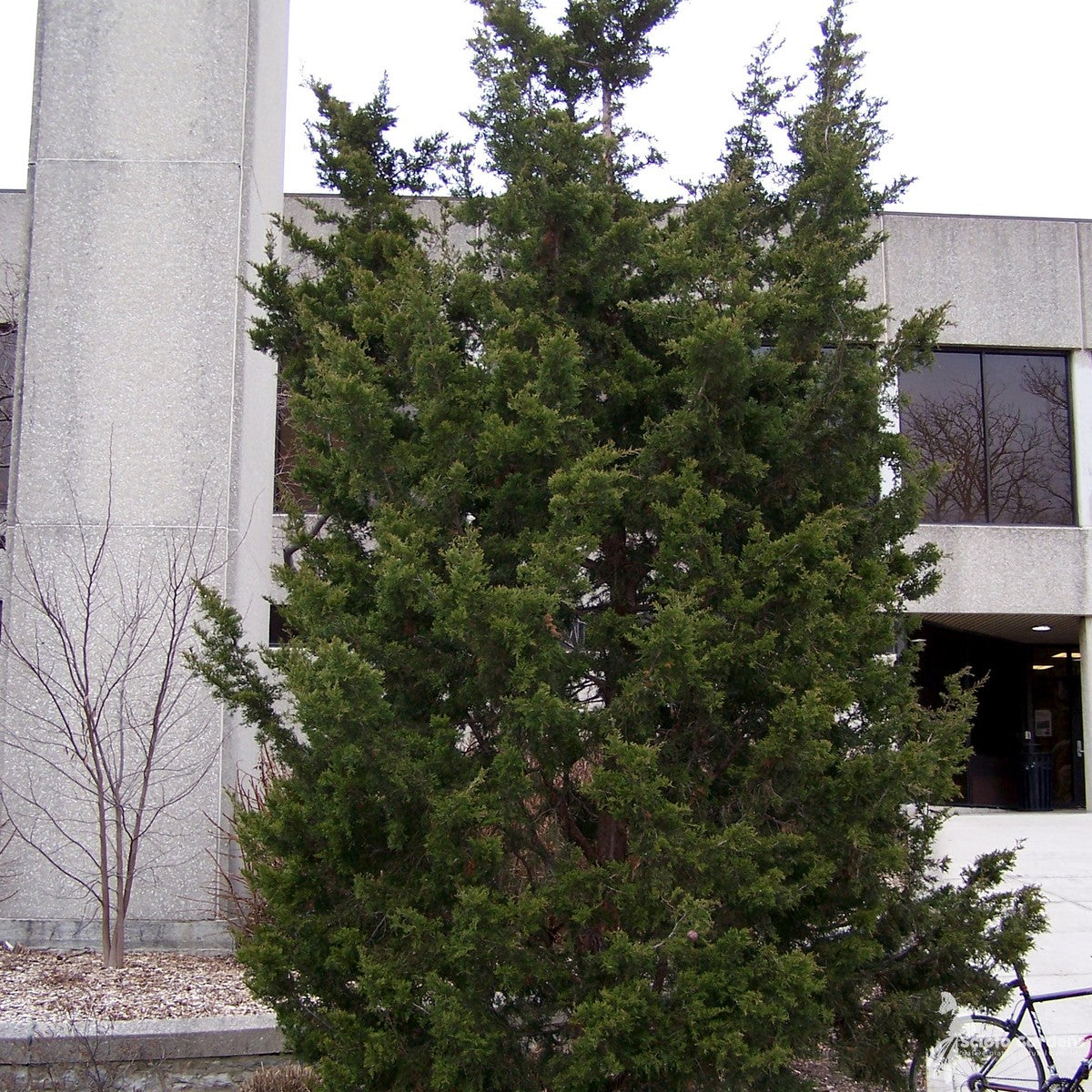 Juniperus virginiana (Eastern Red Cedar) - 3 gal