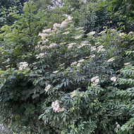 Sambucus canadensis (American Elderberry) - QT