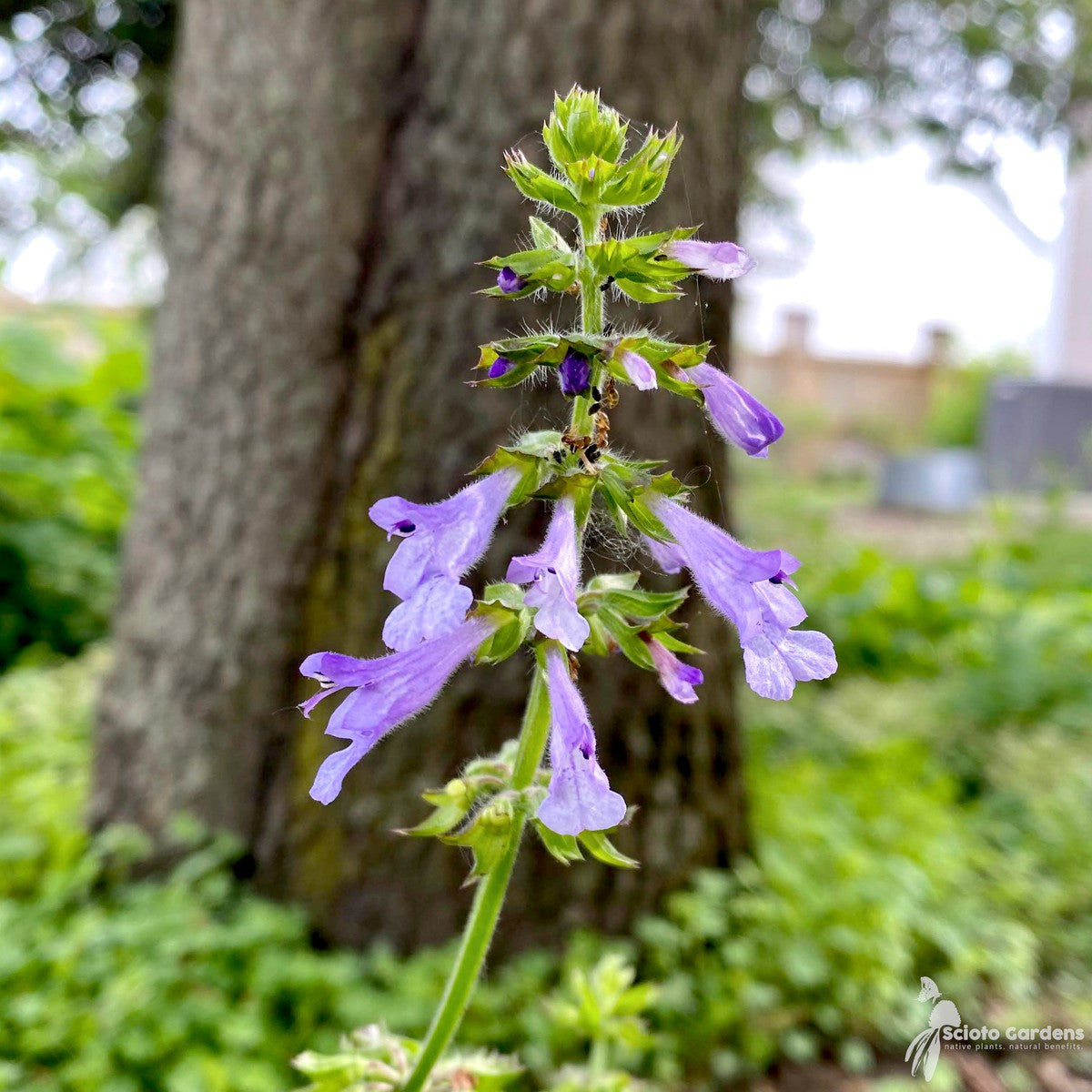Salvia lyrata (Lyre-leafed Sage) - 3QT