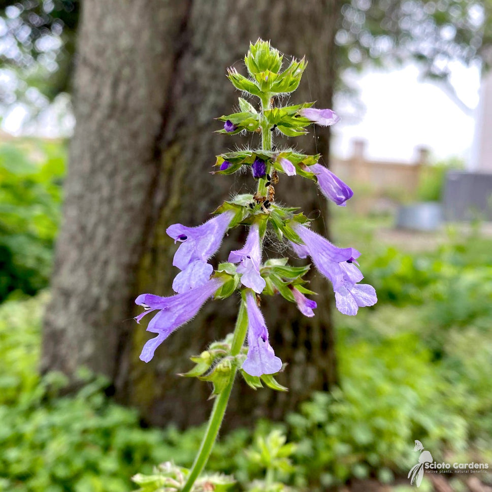 Salvia lyrata (Lyre-leafed Sage) - QT