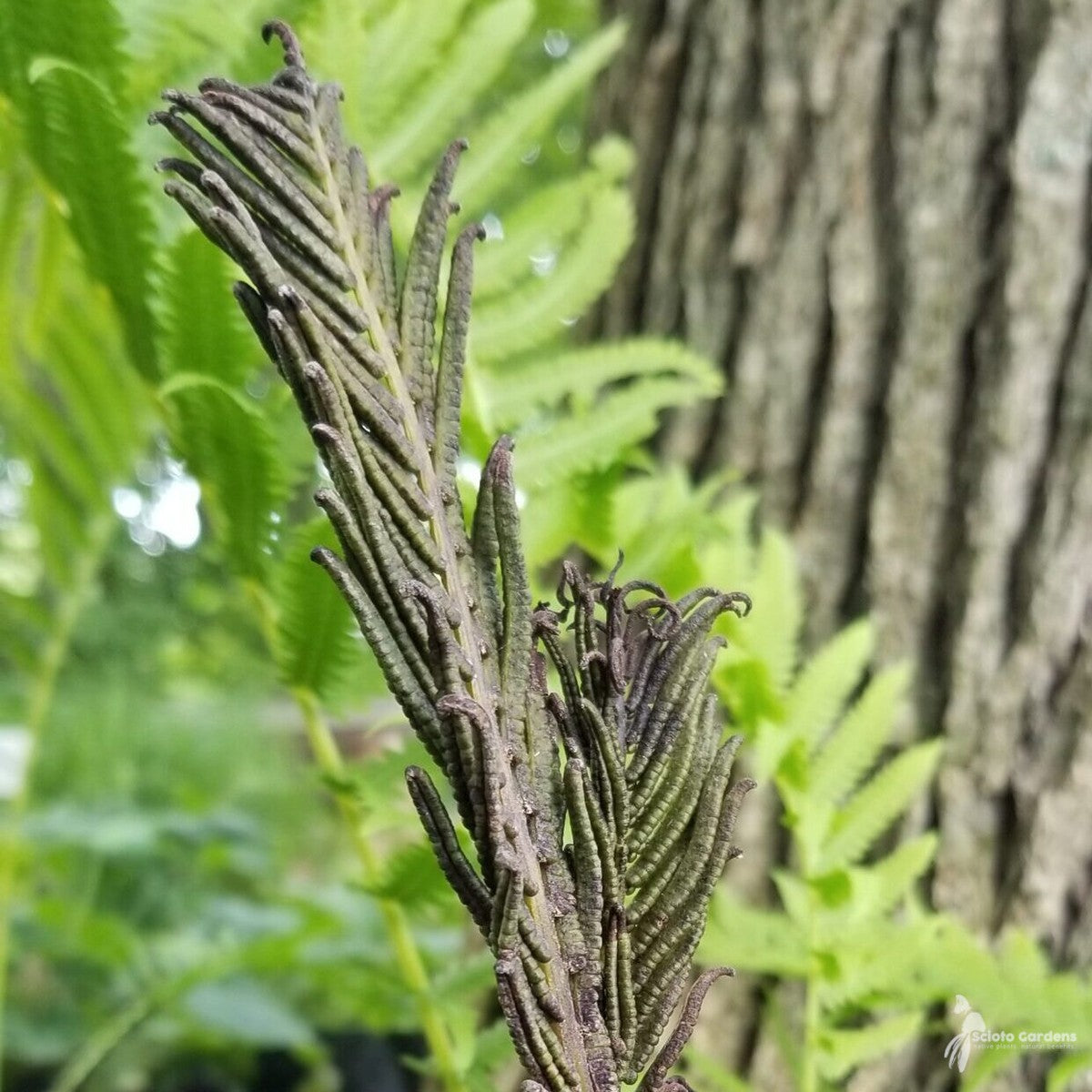 Matteuccia struthiopteris (Ostrich Fern) - 1 gal