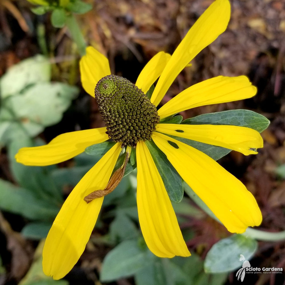 Rudbeckia maxima (Dumbo's Ears, Great Coneflower) - 2 gal