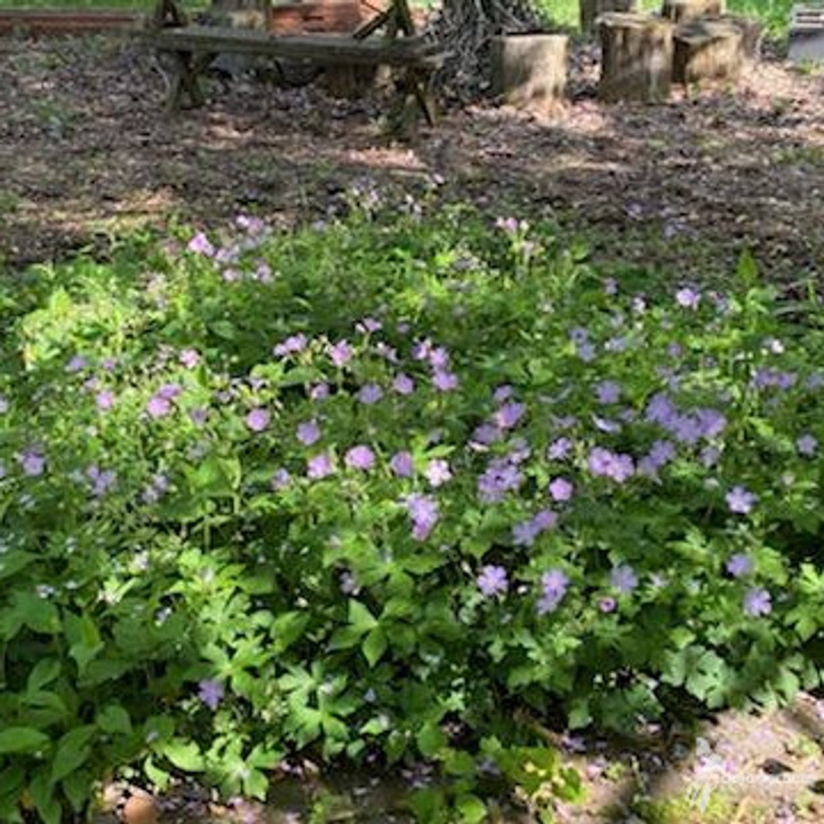 Geranium maculatum (Wild Cranesbill) - 1 gal