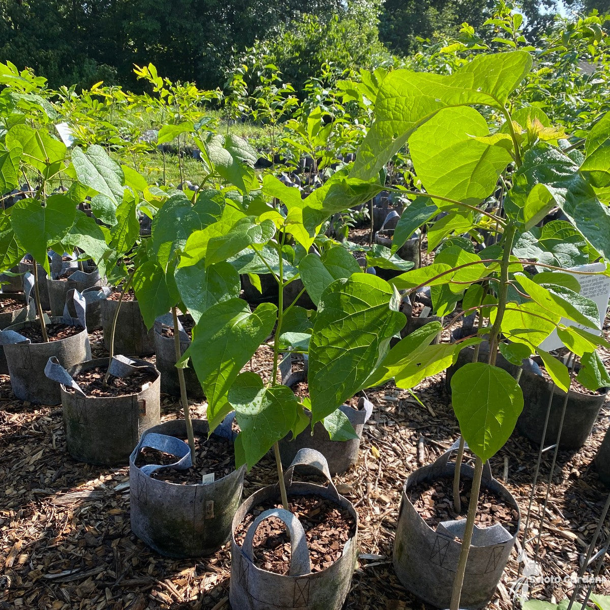 Catalpa speciosa (Northern Catalpa) - 3 gal