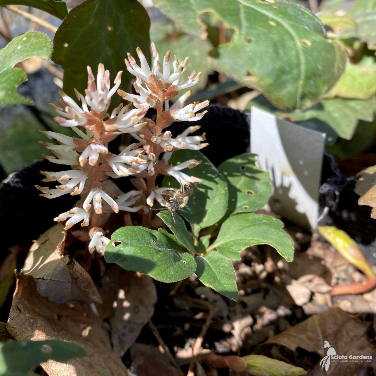 Pachysandra procumbens (Allegheny Spurge) - 1 gal