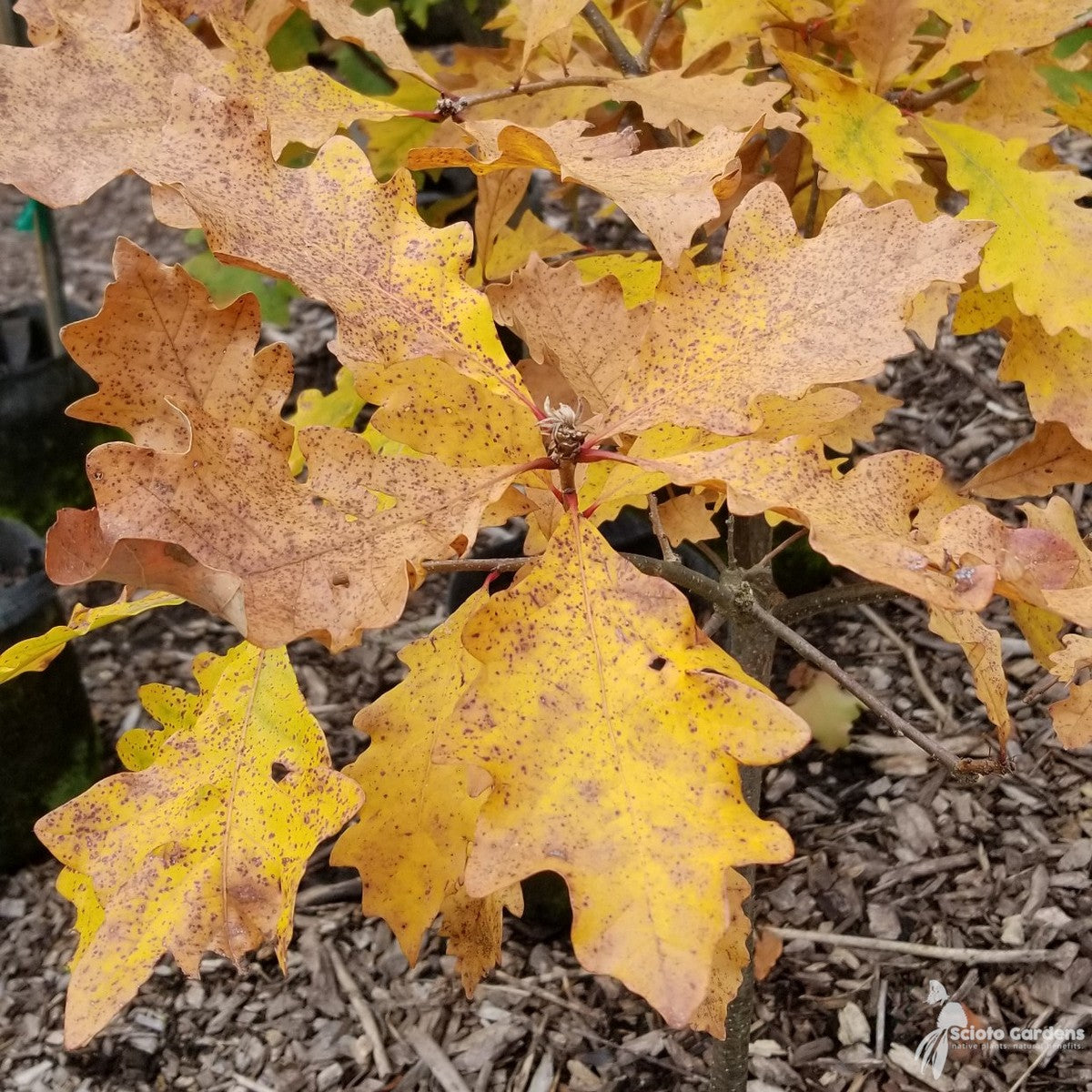 Quercus bicolor (Swamp White Oak) - 5 gal