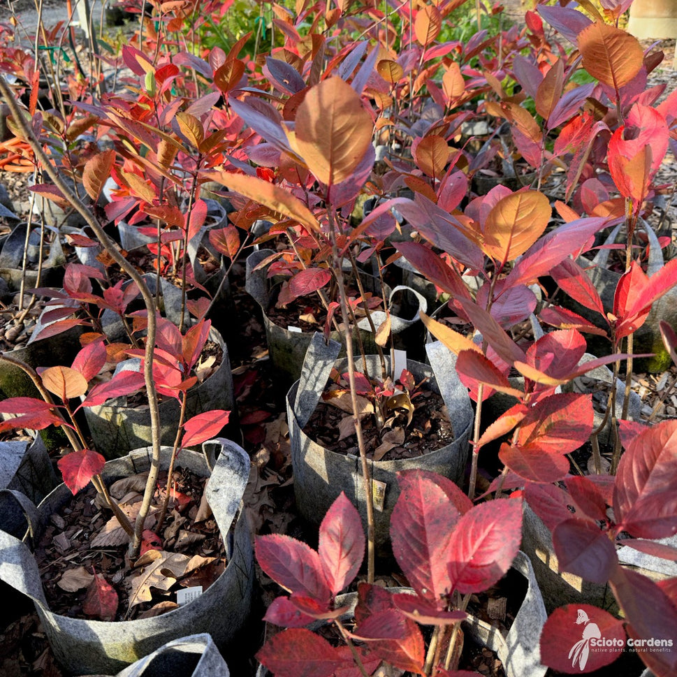Aronia melanocarpa (Black Chokeberry) - 3 gal