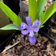 Iris cristata (Dwarf Crested Iris) - 3QT