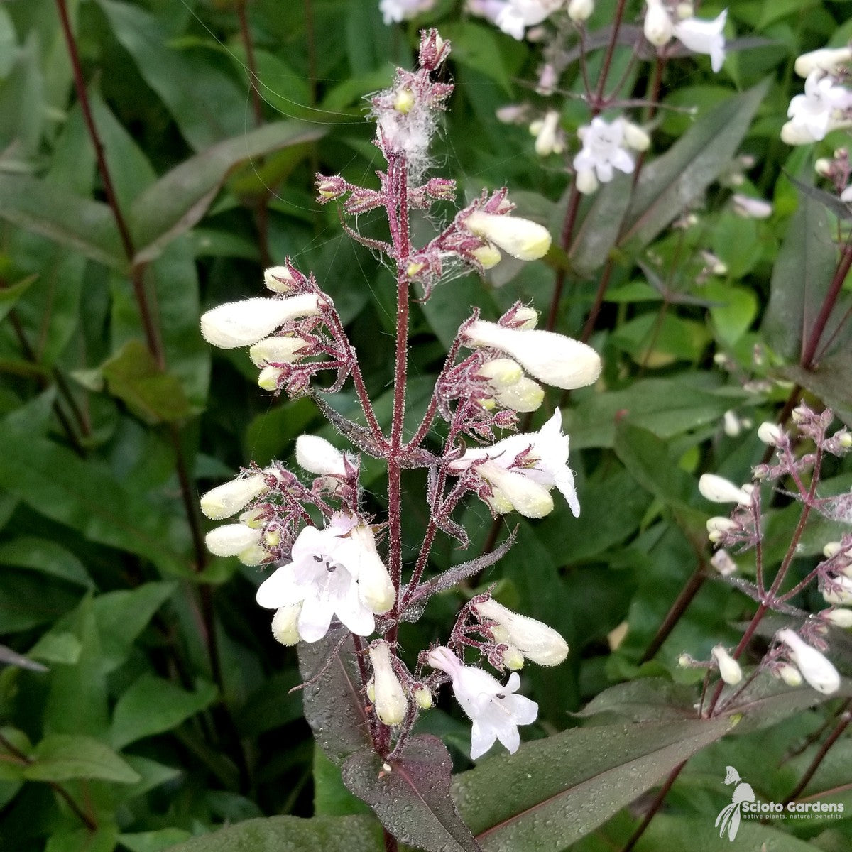 Penstemon digitalis (Foxglove Beardtongue) - 1 gal