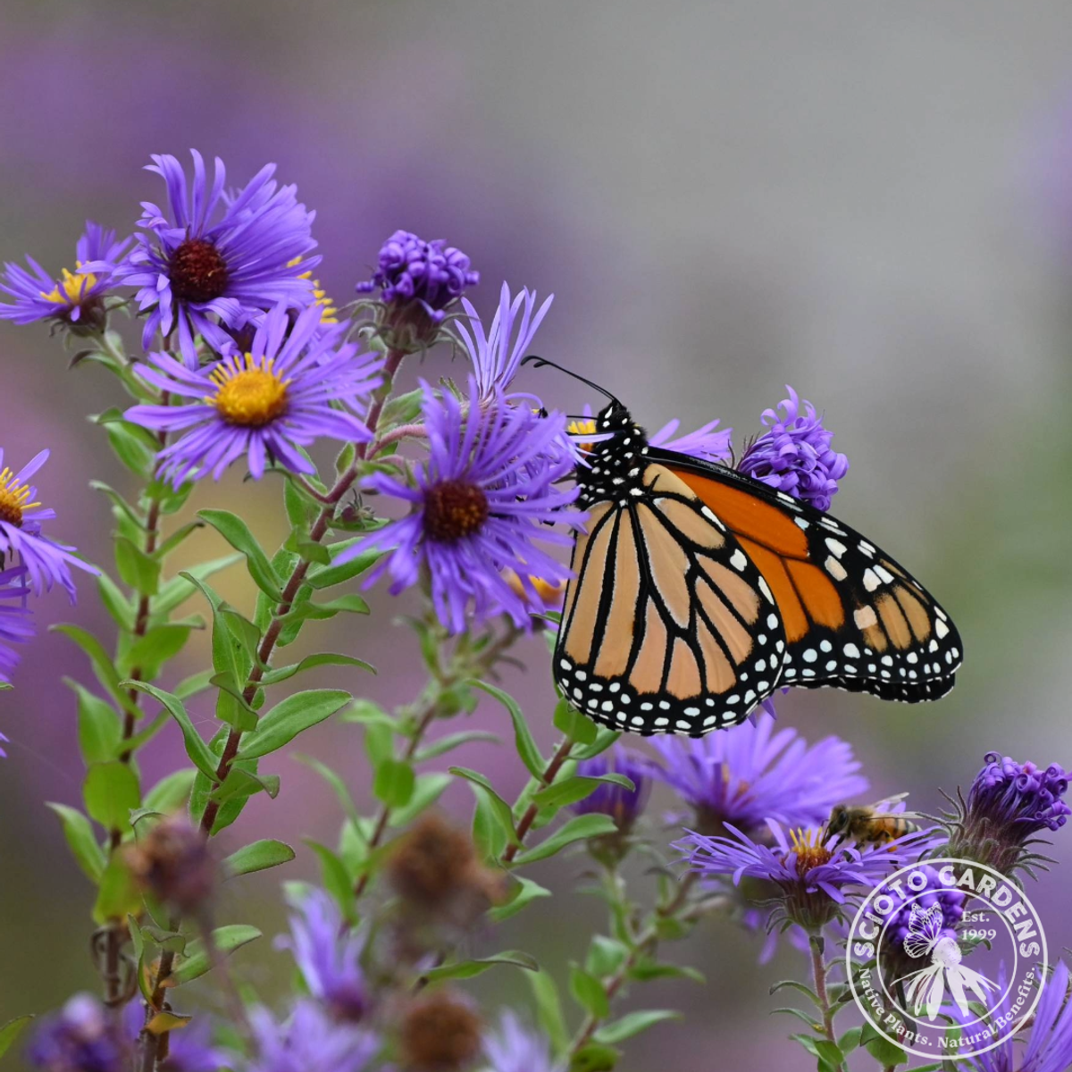Aster novae-angliae (New England Aster) - 2 gal