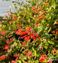 Lonicera sempervirens (PA genome) (Coral Honeysuckle) - 2 gal