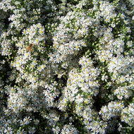 Aster ericoides 'Snow Flurry' ('Snow Flurry' Heath Aster) - 3QT