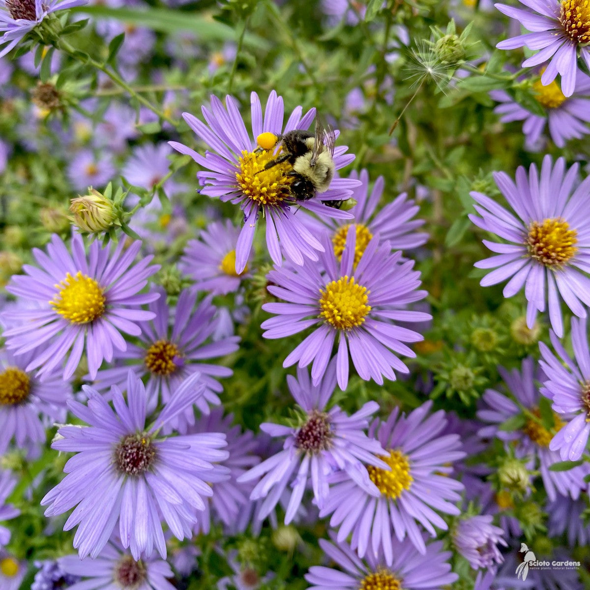 Aster [Symphyotrichum] obl. 'October Skies' ('October Skies' Aromatic Aster) - 1 gal