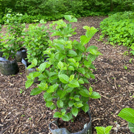 Viburnum dentatum 'Synnestvedt' (Chicago Lustre® Arrowwood Viburnum) - 3 gal
