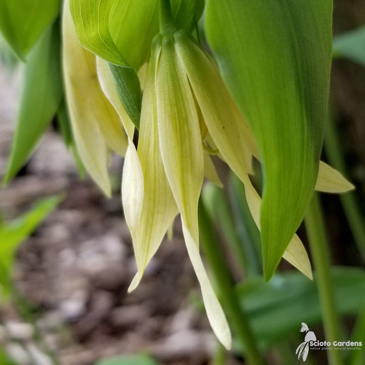 Uvularia grandiflora (Grand Merrybells) - 1 gal