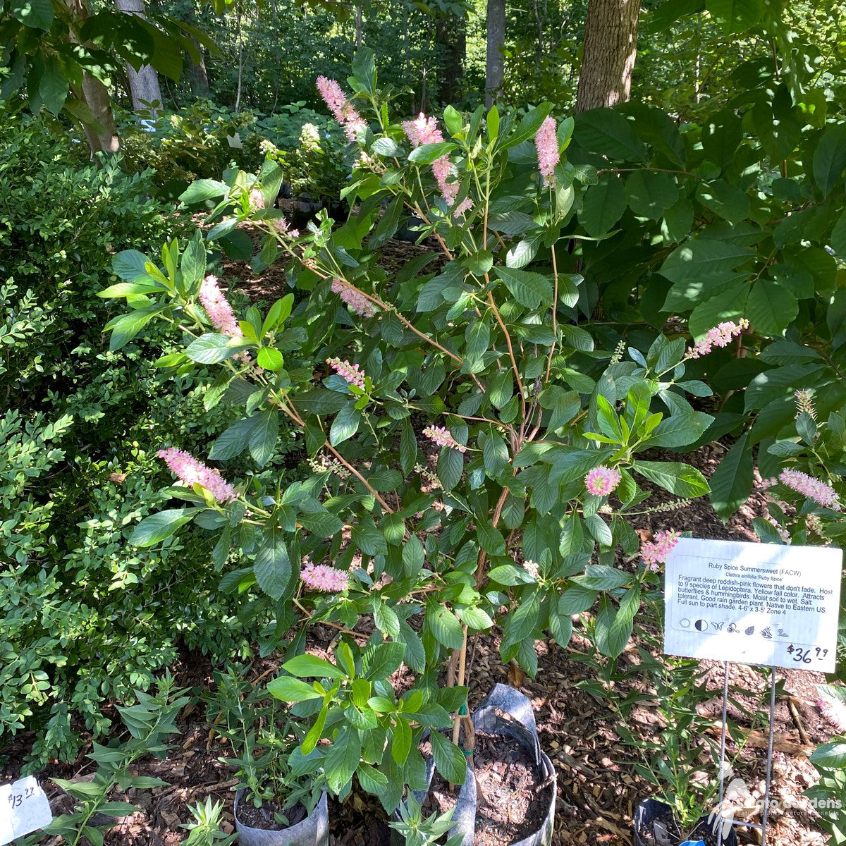 Clethra alnifolia 'Ruby Spice' (Ruby Spice' Summersweet) - 3 gal
