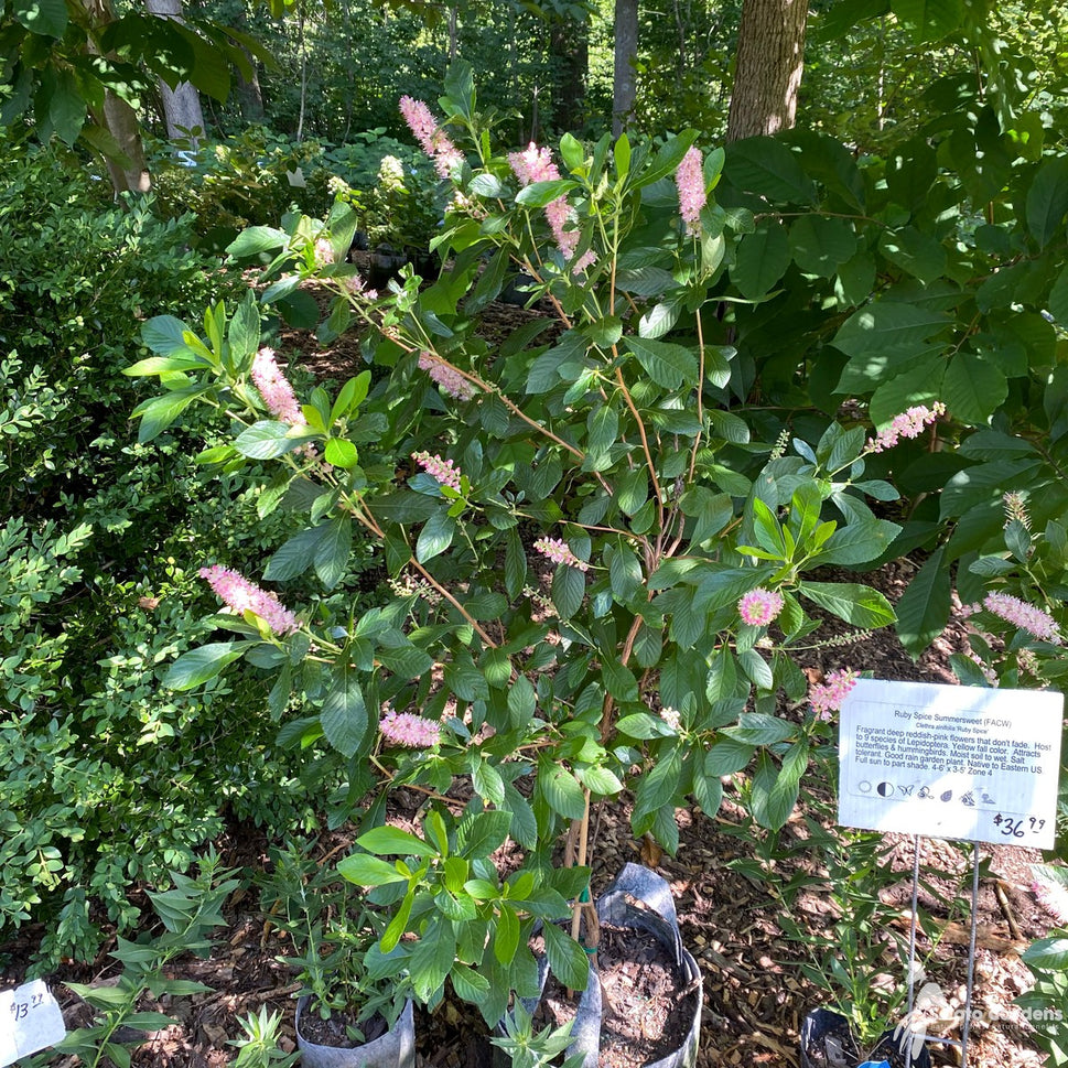 Clethra alnifolia 'Ruby Spice' (Ruby Spice' Summersweet) - QT
