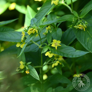 Lysimachia ciliata (Fringed Loosestrife) - 2 gal
