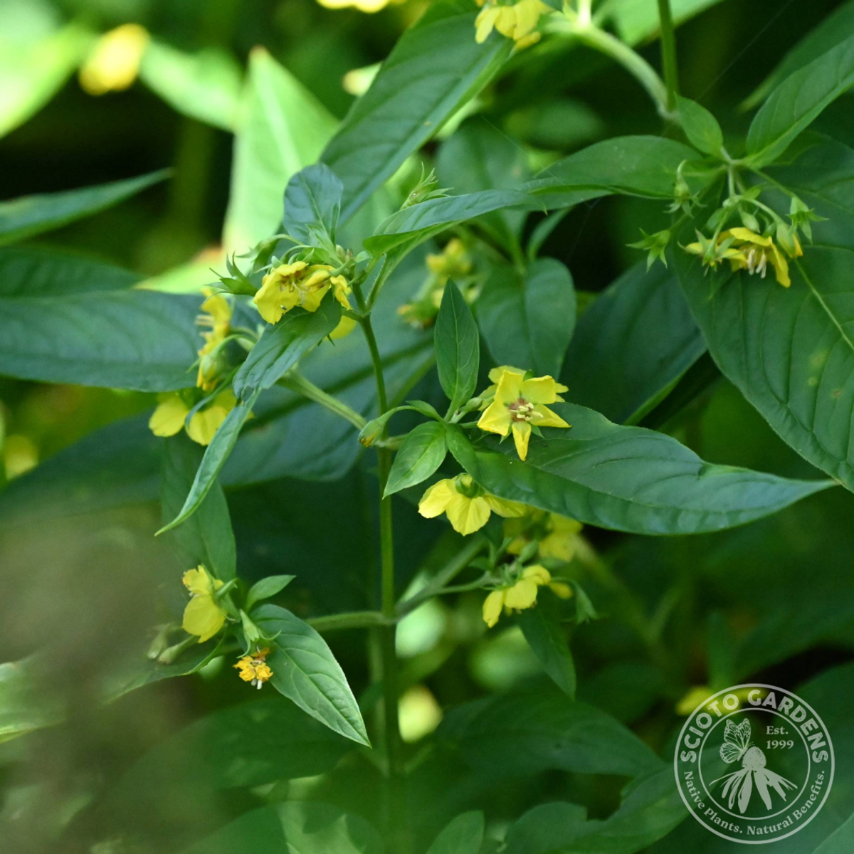 Lysimachia ciliata (Fringed Loosestrife) - 2 gal