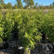 Thuja occidentalis (American Arborvitae) - 3 gal