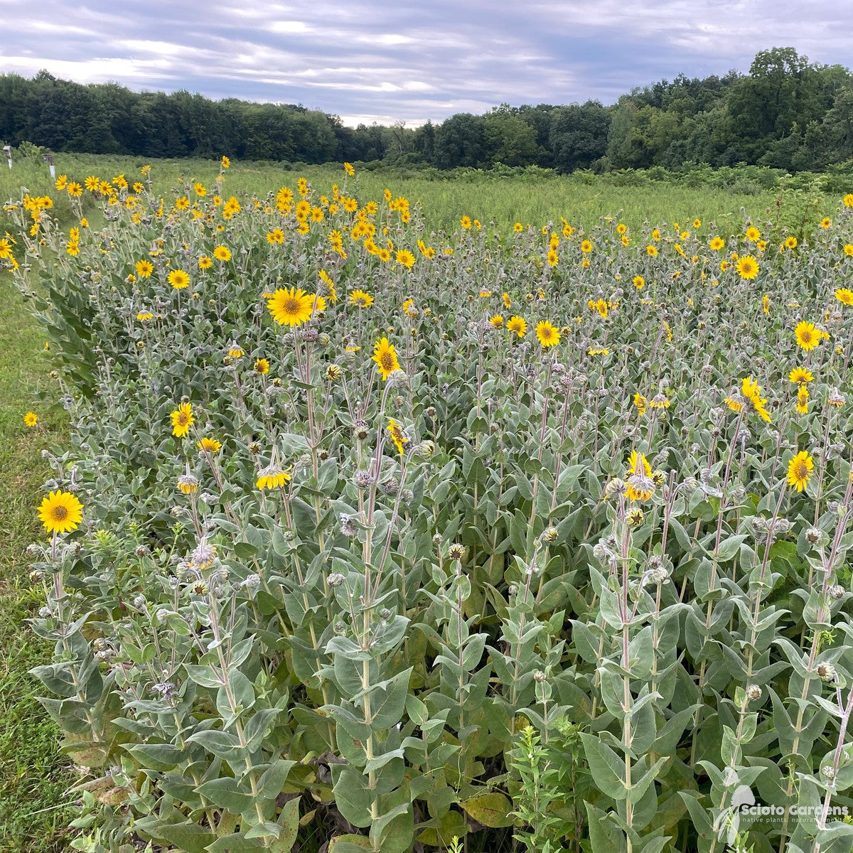 Helianthus mollis (Downy Sunflower) - 2 gal