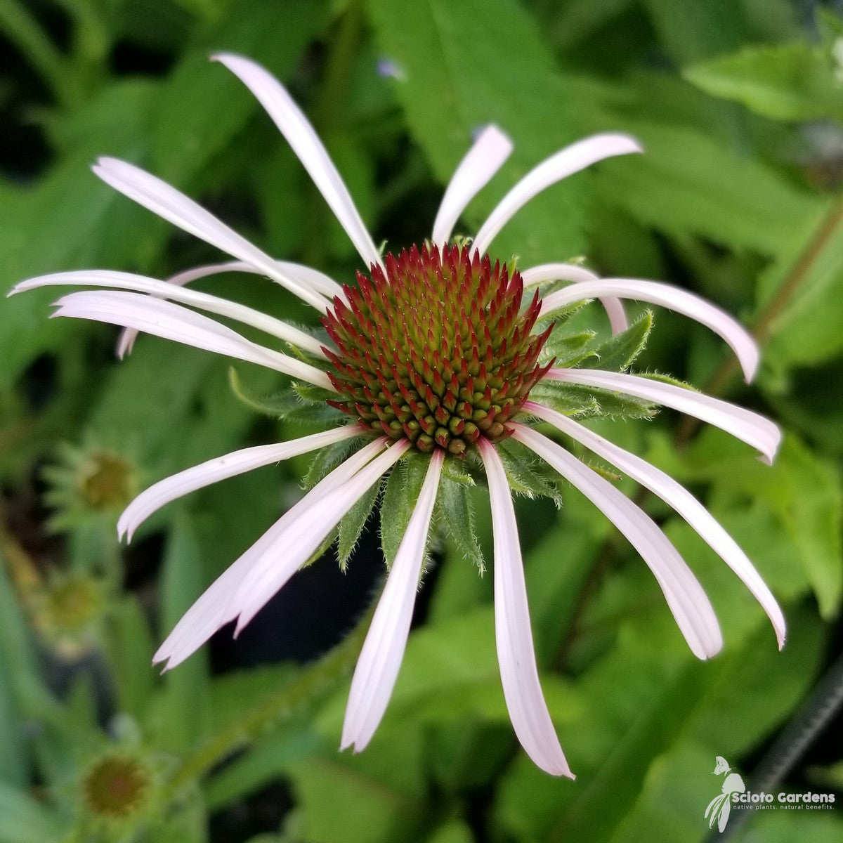 Echinacea pallida (Pale Purple Coneflower) - 1 gal