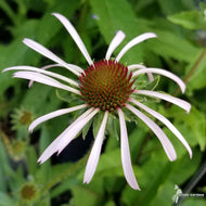 Echinacea pallida (Pale Purple Coneflower) - QT